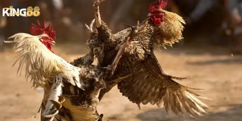 Đá gà King88 - Đấu trường gay cấn dành riêng cho dân chuyên 6 Ưu đãi đặc biệt dành cho người chơi đá gà King88