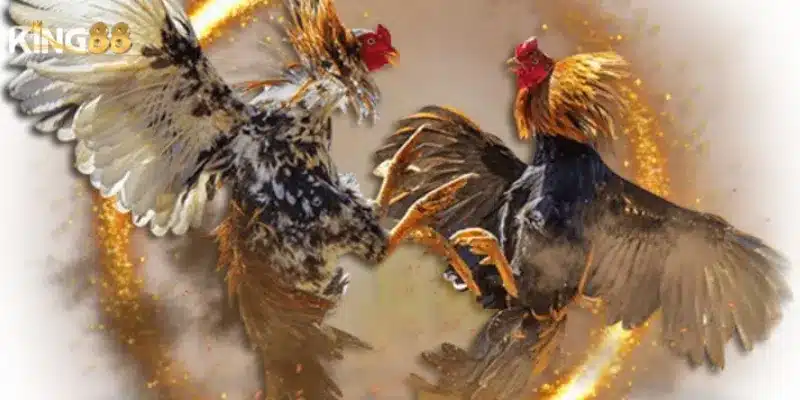 Đá gà King88 - Đấu trường gay cấn dành riêng cho dân chuyên 5 Các loại đá gà nổi bật tại King88 mà người chơi yêu thích