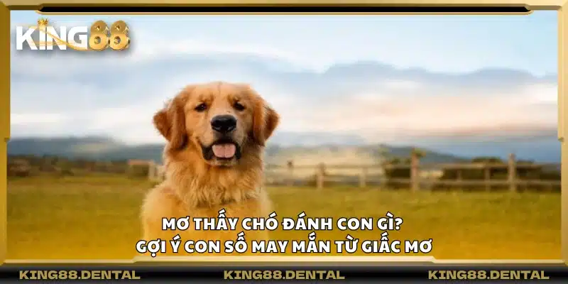 Mơ thấy chó đánh con gì? Gợi ý con số may mắn từ giấc mơ