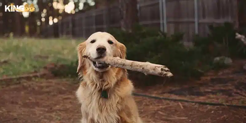 Tổng quan về biểu tượng chó khi xuất hiện trong mơ