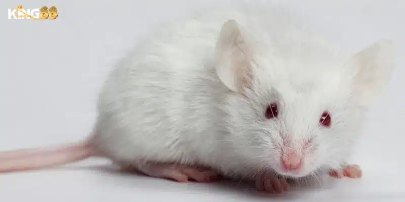 Khám phá ý nghĩa chung của việc mơ thấy chuột